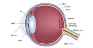 10438066 - eye macular degeneration, eps8
